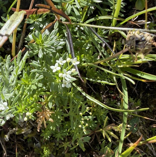 Galium anisophyllon