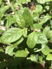 Alternanthera halimifolia