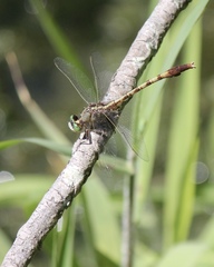 Arigomphus pallidus
