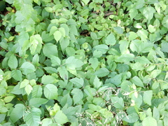 Toxicodendron radicans negundo