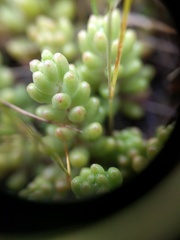 Sedum radiatum