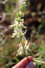 Stachys atherocalyx
