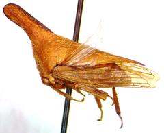 Image of Aconophora laminata
