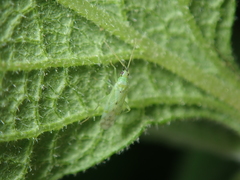 Macrolophus costalis