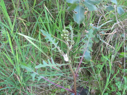 Crepis vesicaria, photograph 4