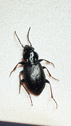 Bronzed Blackclock