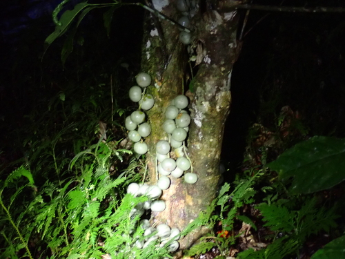 Baccaurea lanceolata observed 2025-10-03