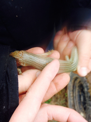 Plestiodon obsoletus