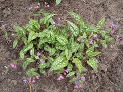 Pulmonaria saccharata