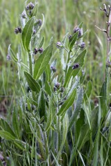 Anchusa azurea