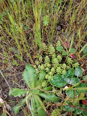 Sedum radiatum