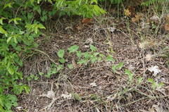 Convolvulus scammonia