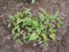 Pulmonaria saccharata