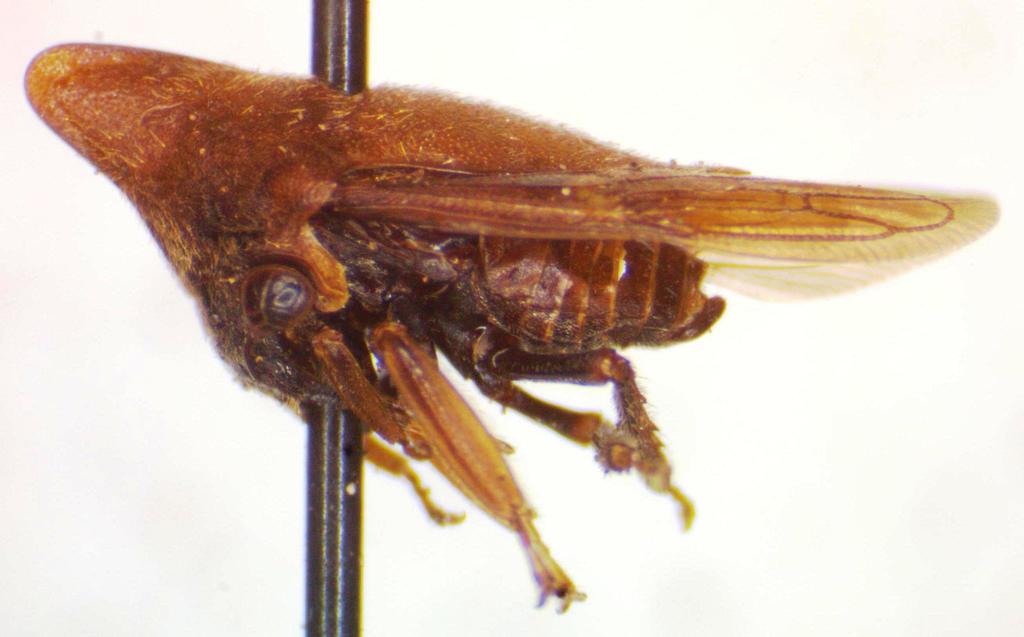 Guayaquila obesa