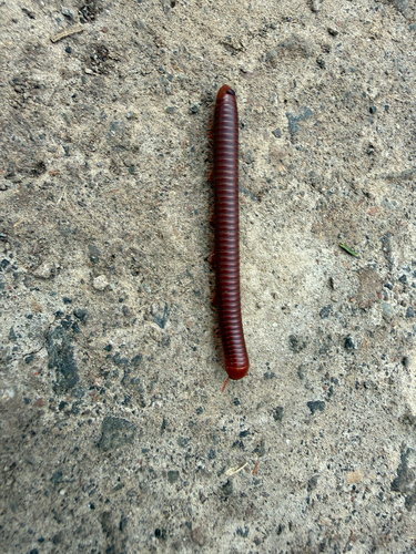 Rusty Millipede