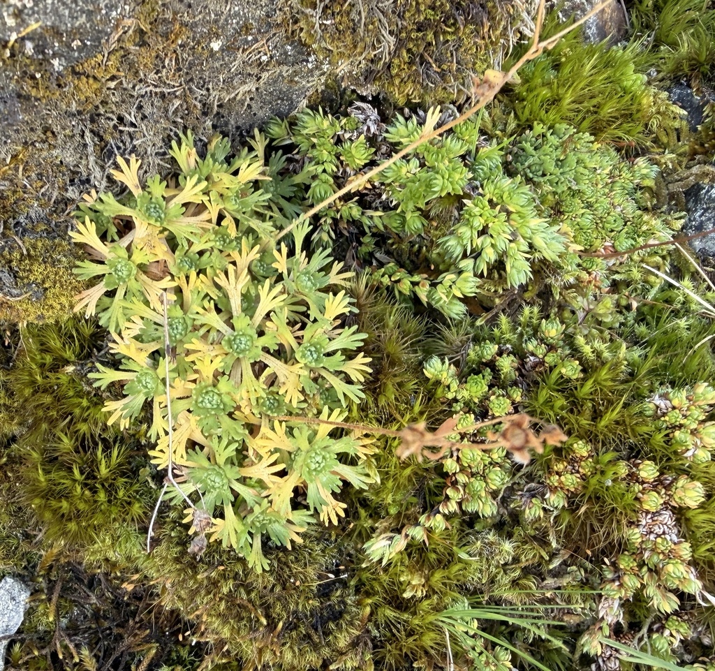 Saxifraga exarata; photograph (c) Katrin Simon, some rights reserved (CC BY)