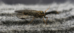 Raphidiinae