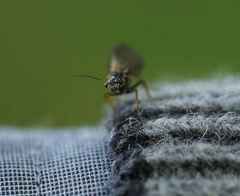 Raphidiinae
