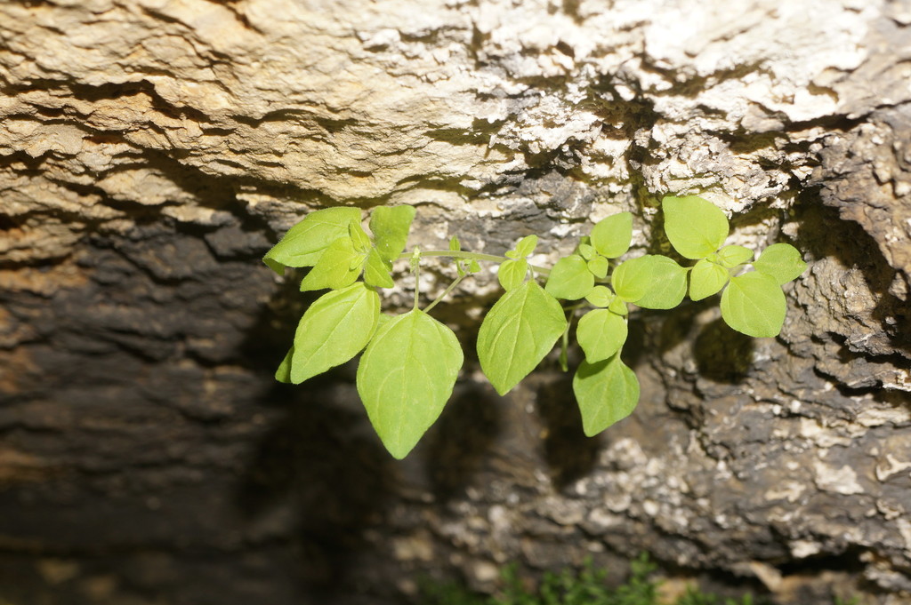 Chickweed-leaved Pellitory