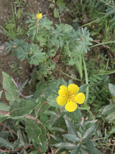 shrubby cinquefoil