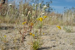 Leptosyne douglasii