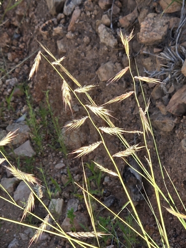 Bouteloua radicosa observed 2026-08-25