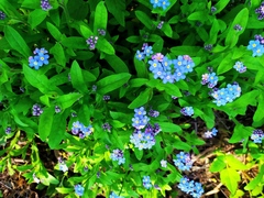 Myosotis sylvatica