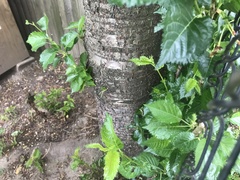 Prunus avium