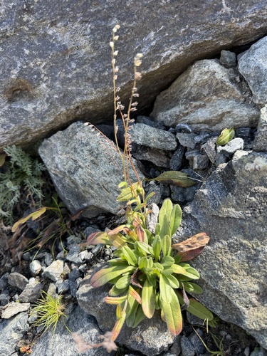 Myosotis alpestris