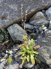 Myosotis alpestris