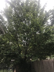 Prunus avium
