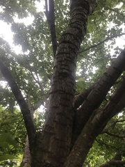Prunus avium
