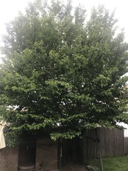 Prunus avium
