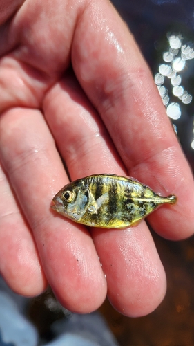 Atlantic Crevalle Jack