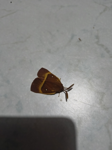 Oak Eggar