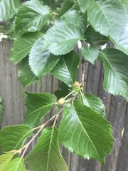 Prunus avium