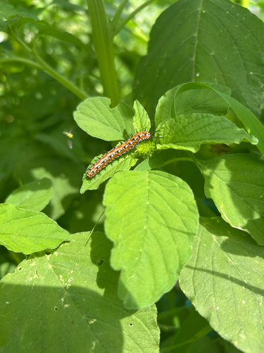 Variegated Fritillary