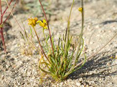 Leptosyne douglasii
