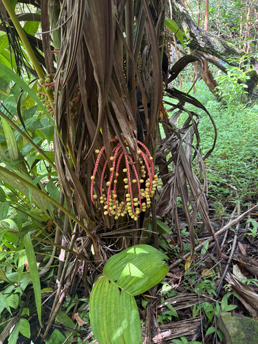 Pinanga coronata observed 2026-08-24