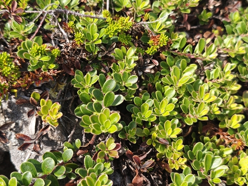 bearberry