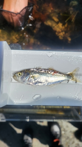 Bluefish