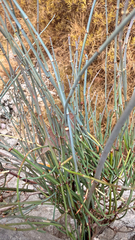 Ephedra foeminea, photograph (c) mycoroco, some rights reserved (CC BY)
