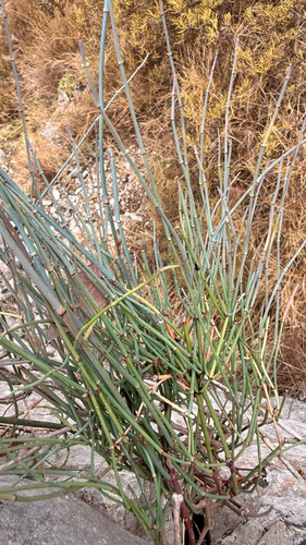 Ephedra foeminea, photograph 4