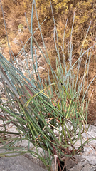 Ephedra foeminea, photograph (c) mycoroco, some rights reserved (CC BY)