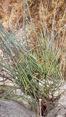 Ephedra foeminea, photograph 3