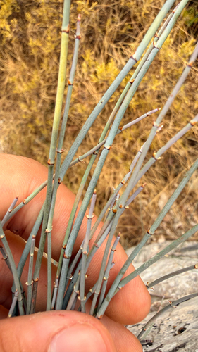 Ephedra foeminea