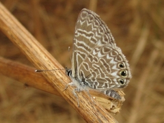 Leptotes trigemmatus