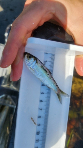 Alewife