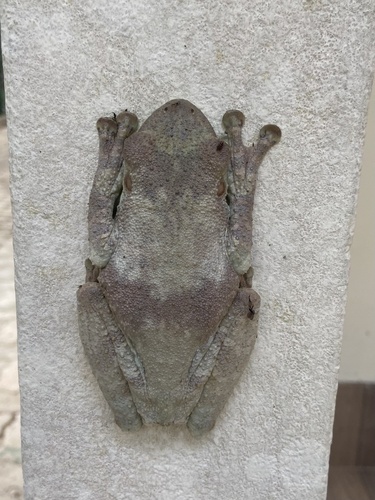 ocellated tree frog