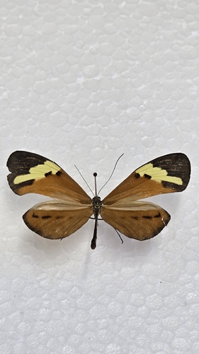 Sais rosalia